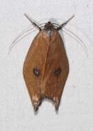 Image of Eschatura lemurias Meyrick 1897