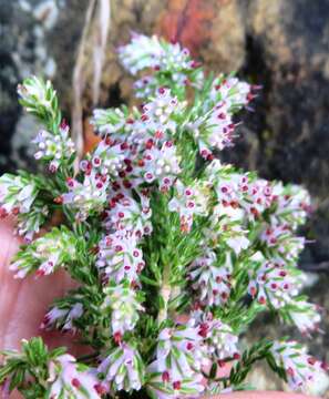 Image of Erica ecklonii E. G. H. Oliver