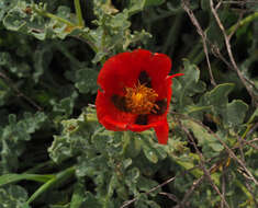 Image of Glaucium grandiflorum Boiss. & Huet