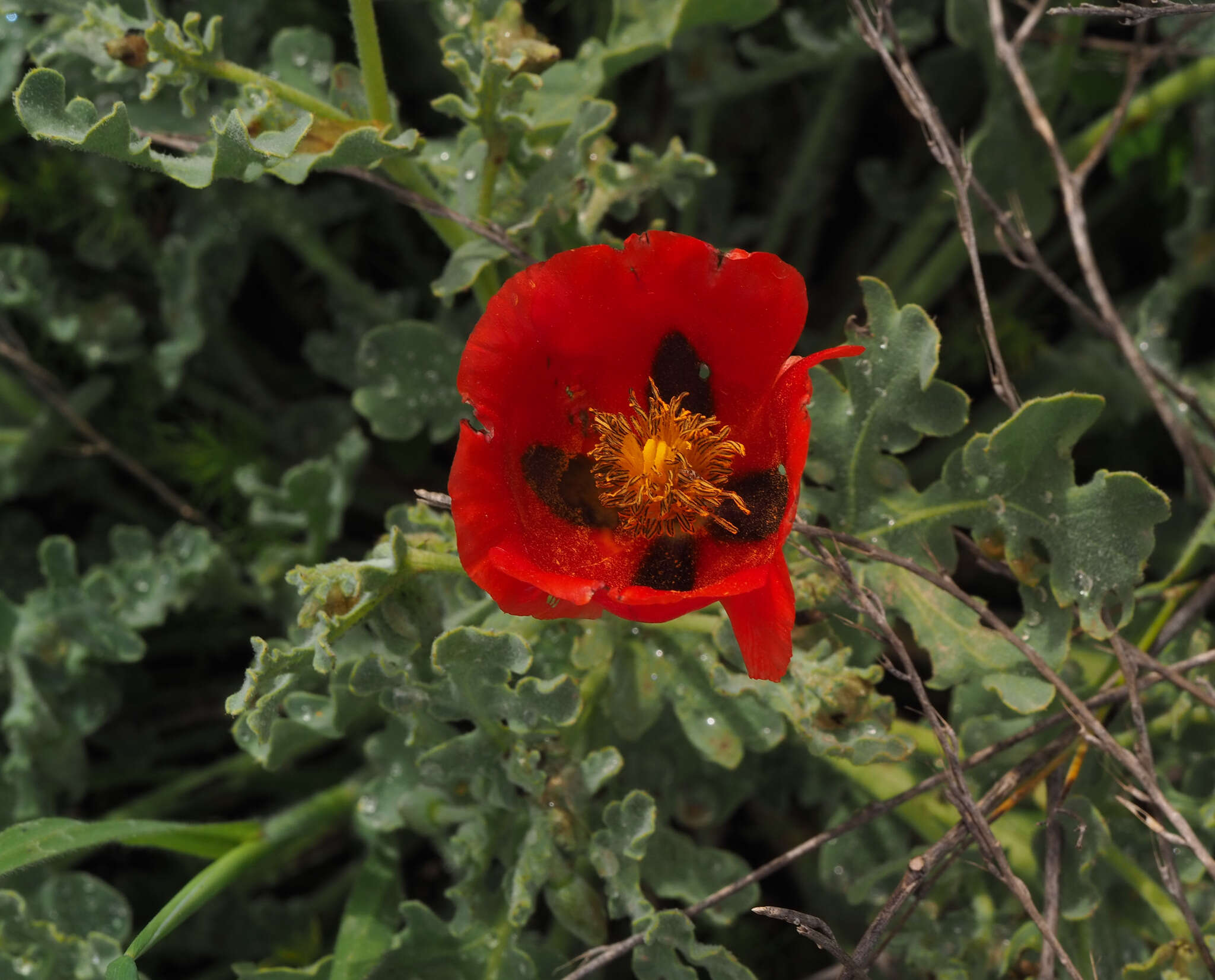 Image of Glaucium grandiflorum Boiss. & Huet