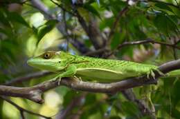 Слика од Anolis noblei Barbour & Shreve 1935