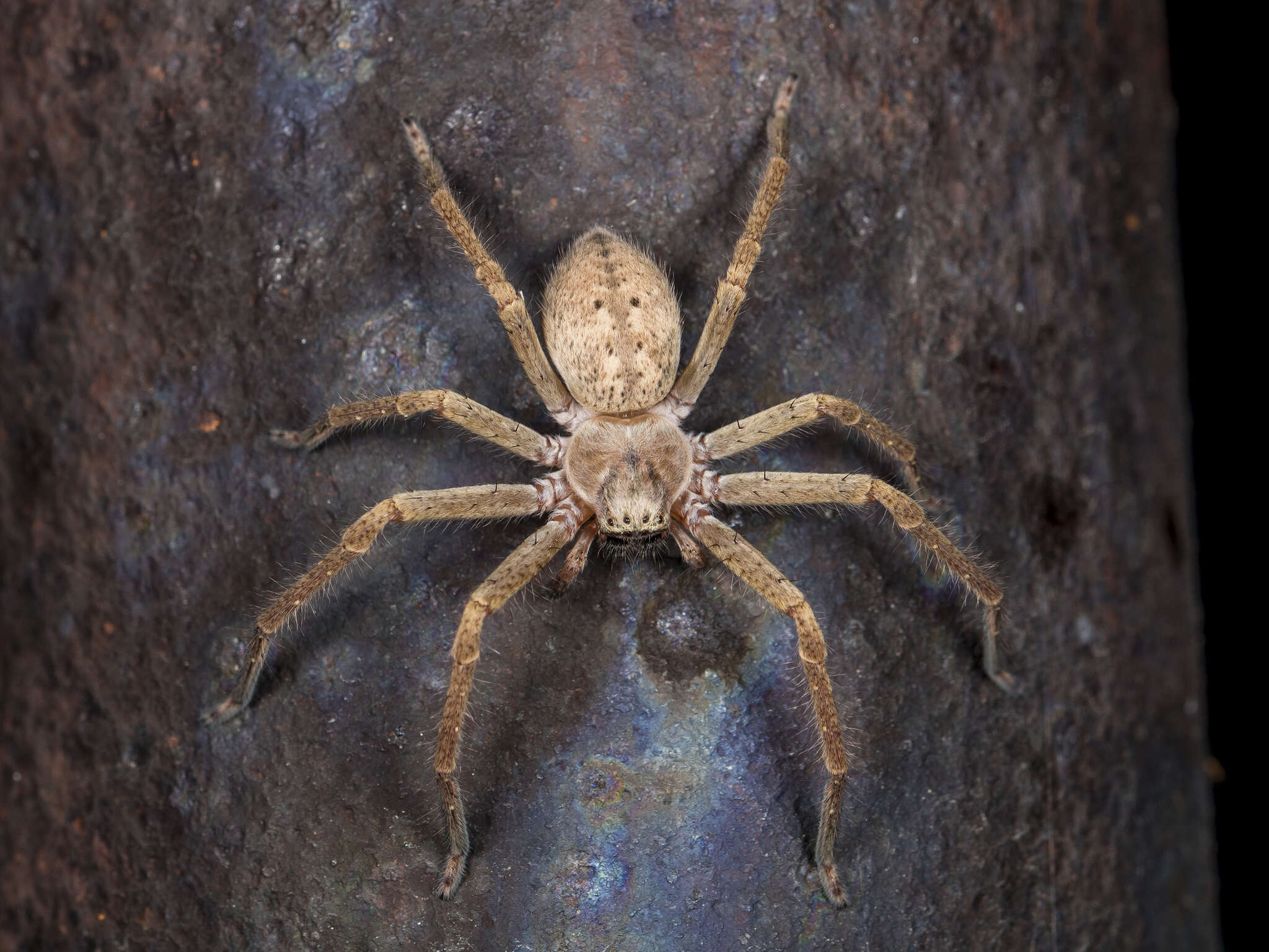 Image of Olios sericeus (Kroneberg 1875)