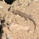 Image of Braided Tree Iguana