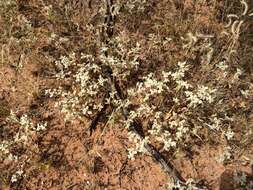 Imagem de Tidestromia lanuginosa (Nutt.) Standl.