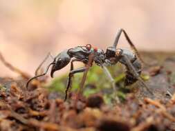 Image of Neoponera foetida (Linnaeus 1758)