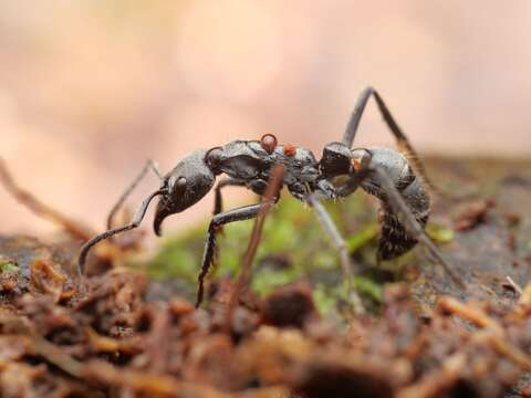 Image of Neoponera foetida (Linnaeus 1758)