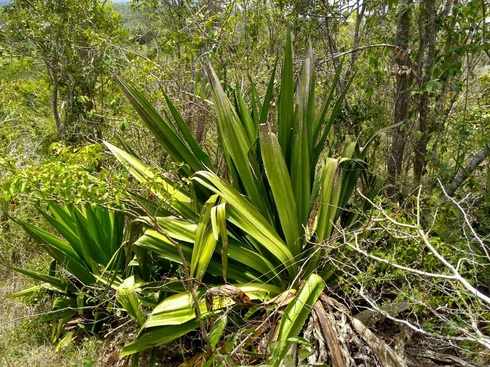 Furcraea tuberosa (Mill.) Aiton的圖片