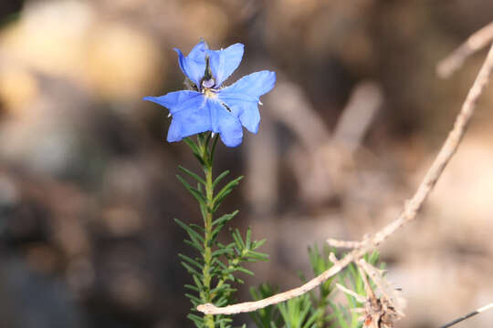 Image of Blue Lechenaultia