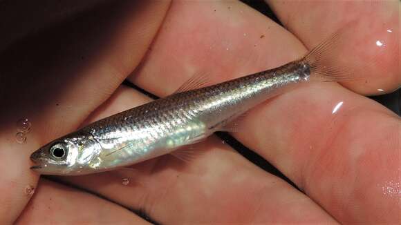 Imagem de Notropis rubellus (Agassiz 1850)