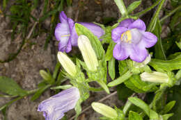 Image of Canterbury Bells