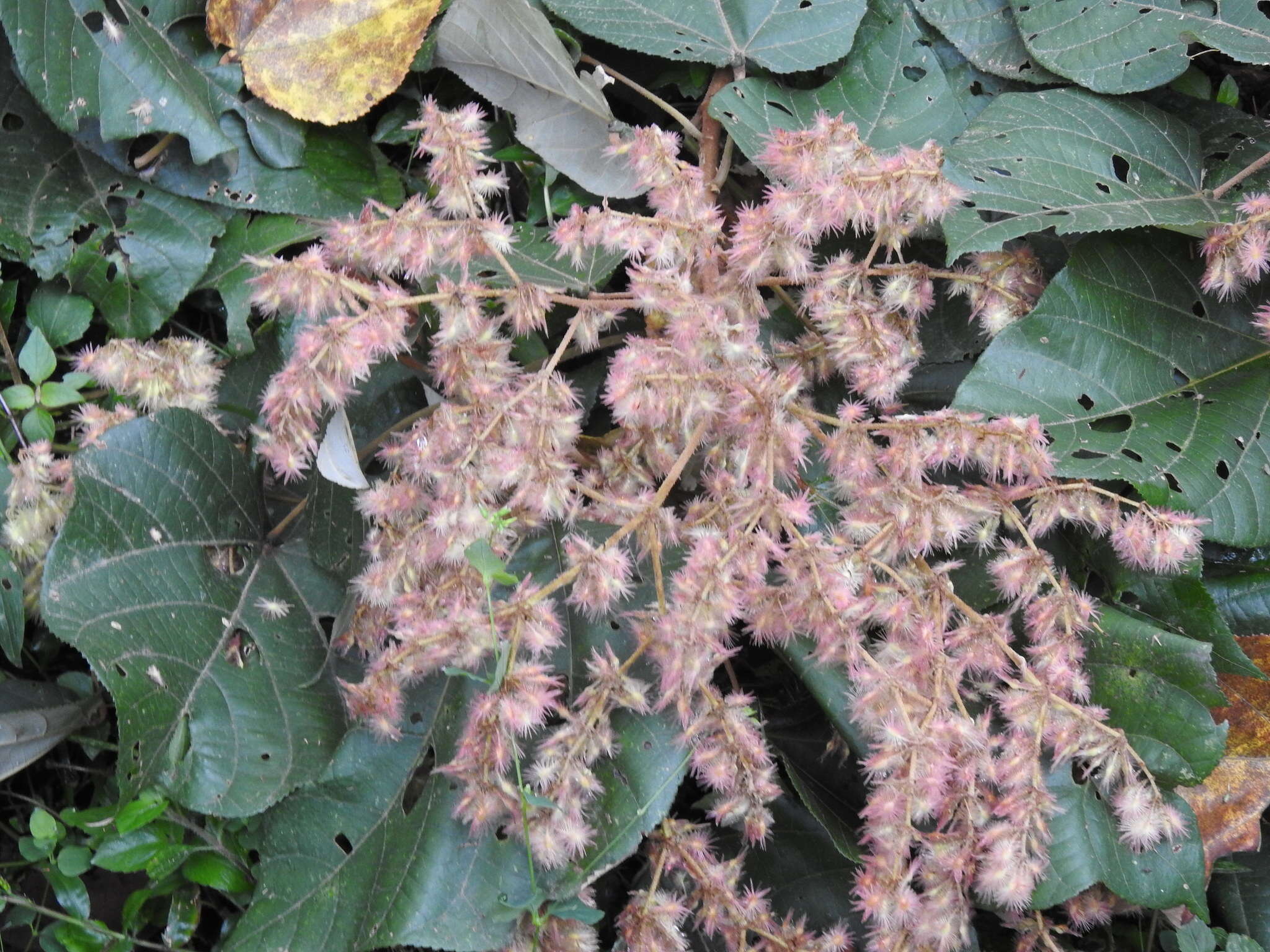 Image of Heliocarpus appendiculatus Turcz.