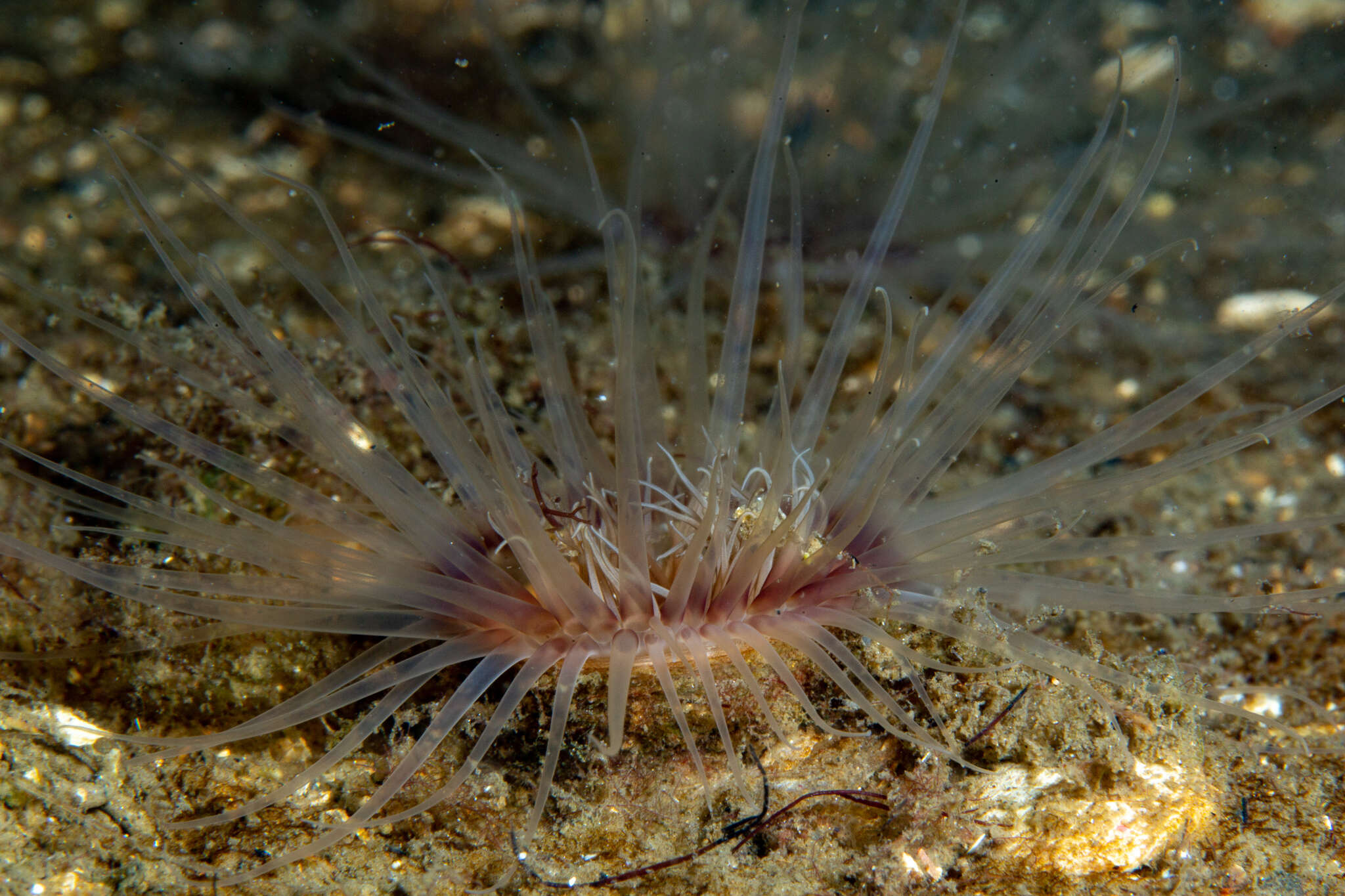 Image de Pachycerianthus borealis (Verrill 1873)