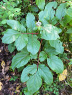 Image of Paeonia coriacea Boiss.