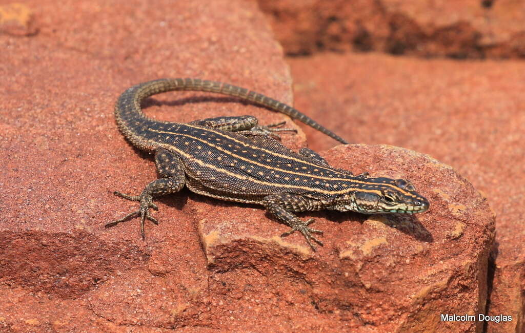 Image of Waterberg Flat Lizard