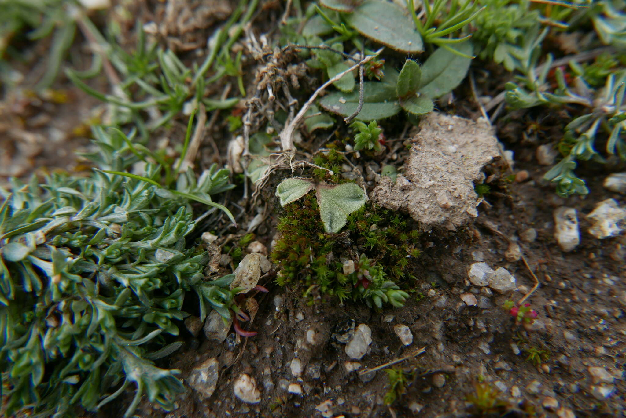 Image of Riccia ciliifera Link