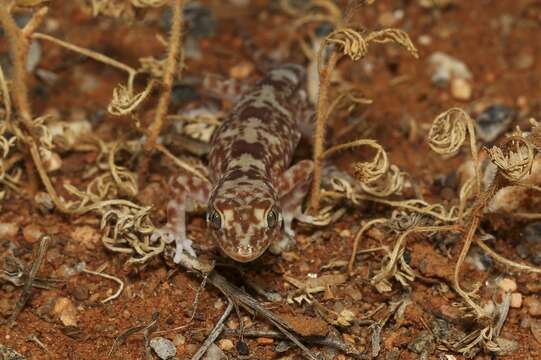 Image of Byrne's Gecko