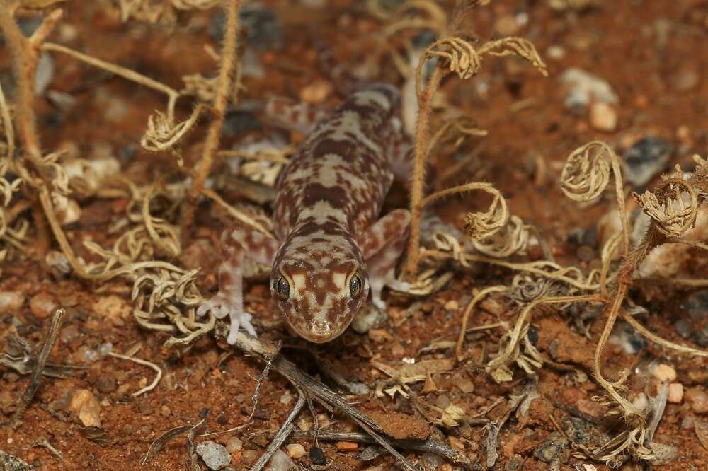 Image of Byrne's Gecko