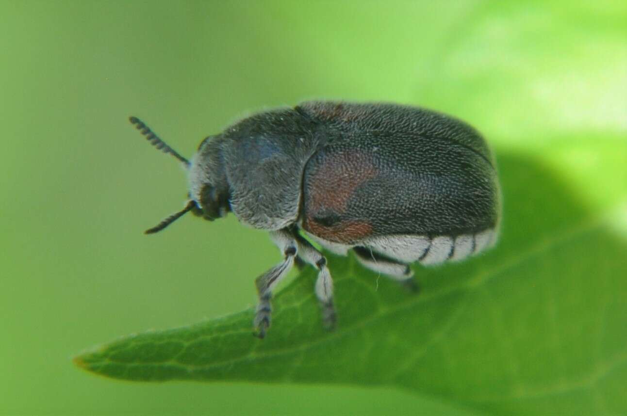 Megalostomis (Pygidiocarina) dimidiata Lacordaire 1848 resmi