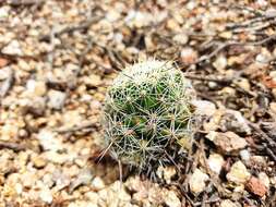 Image de Mammillaria decipiens subsp. decipiens