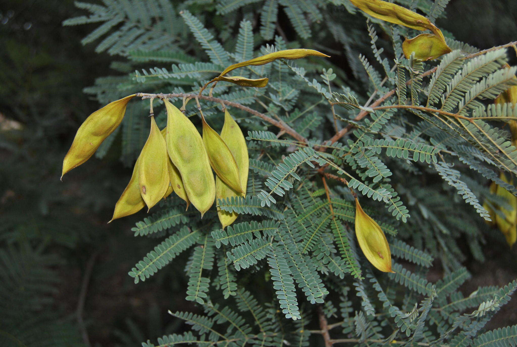 Image of African weeping-wattle