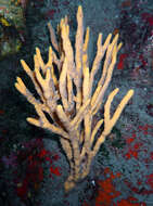 Image of common antler sponge