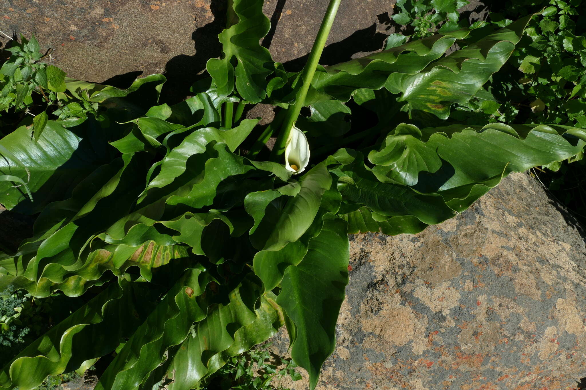 Image of Zantedeschia odorata P. L. Perry