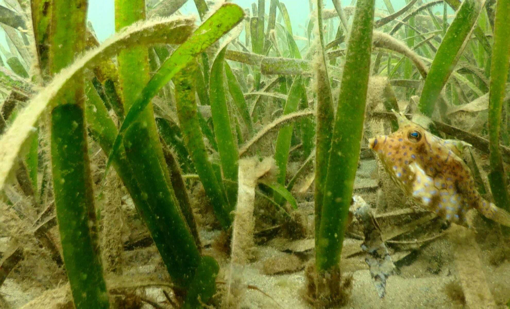 Image of Shorthorn cowfish