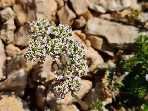 Imagem de Anthriscus ruprechtii Boiss.