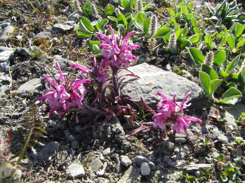 Imagem de Pedicularis langsdorffii Fisch. ex Stev.