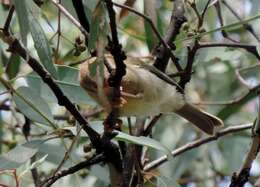 Image of Brown-headed Honeyeater