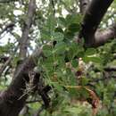 Sivun Bursera glabrifolia (Kunth) Engl. kuva