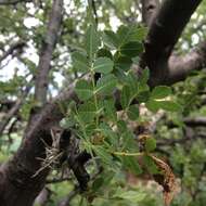 Image of Bursera glabrifolia (Kunth) Engl.