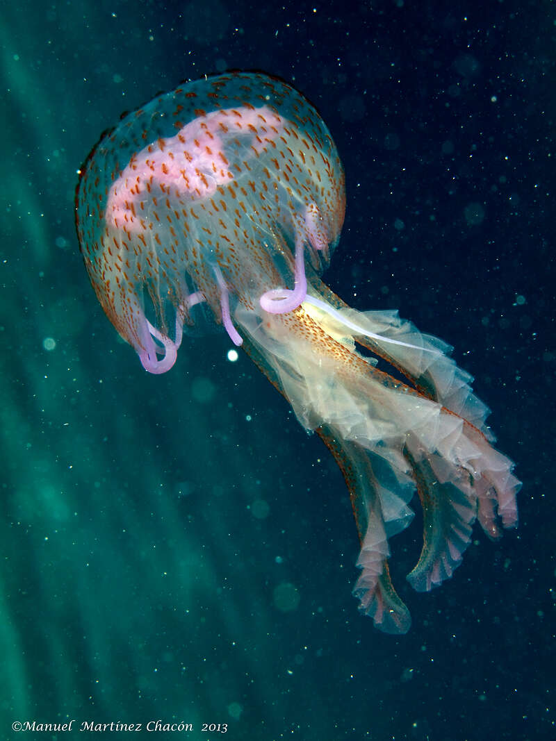 Image of Purplestriped jellyfishes