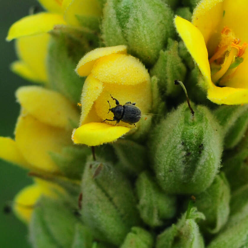 Image of Weevil