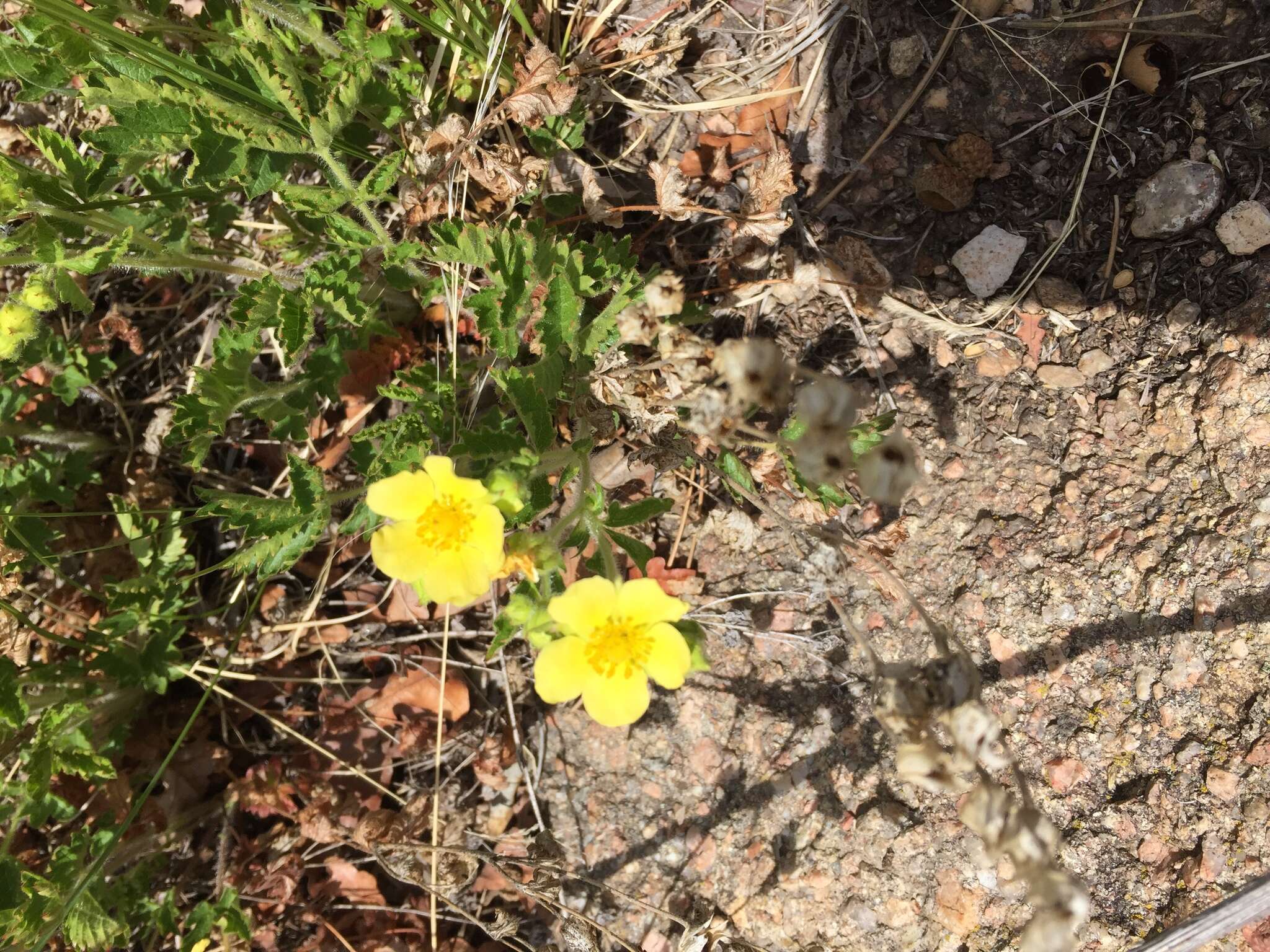 Image of Soft Cinquefoil