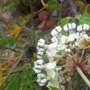 Sivun Asclepias similis Hemsl. kuva