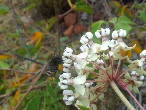 صورة Asclepias similis Hemsl.