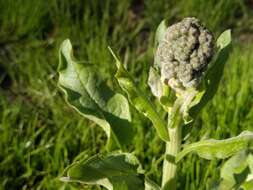 Imagem de Cynoglossum circinnatum (Ledeb.) Greuter & Burdet