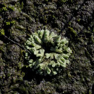 Image of Riccia subbifurca Warnst. ex Croz.