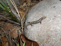 Image of Elgaria kingii nobilis Baird & Girard 1852