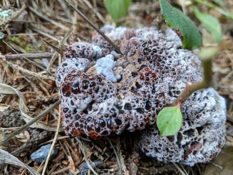 Image de Hydnellum cyanopodium K. A. Harrison 1964