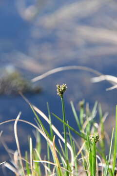 Image of Arctic Marsh Sedge