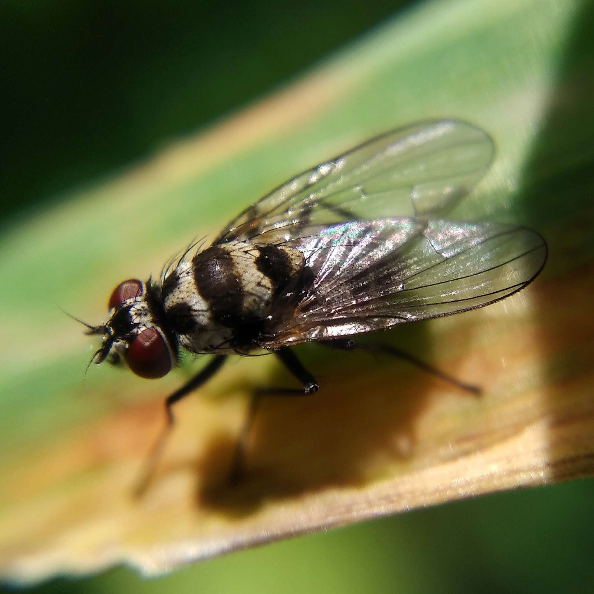 Imagem de Limnophora obsignata (Rondani 1866)