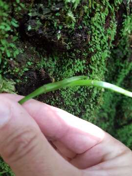 Haplopteris ensiformis (Sw.) E. H. Crane的圖片