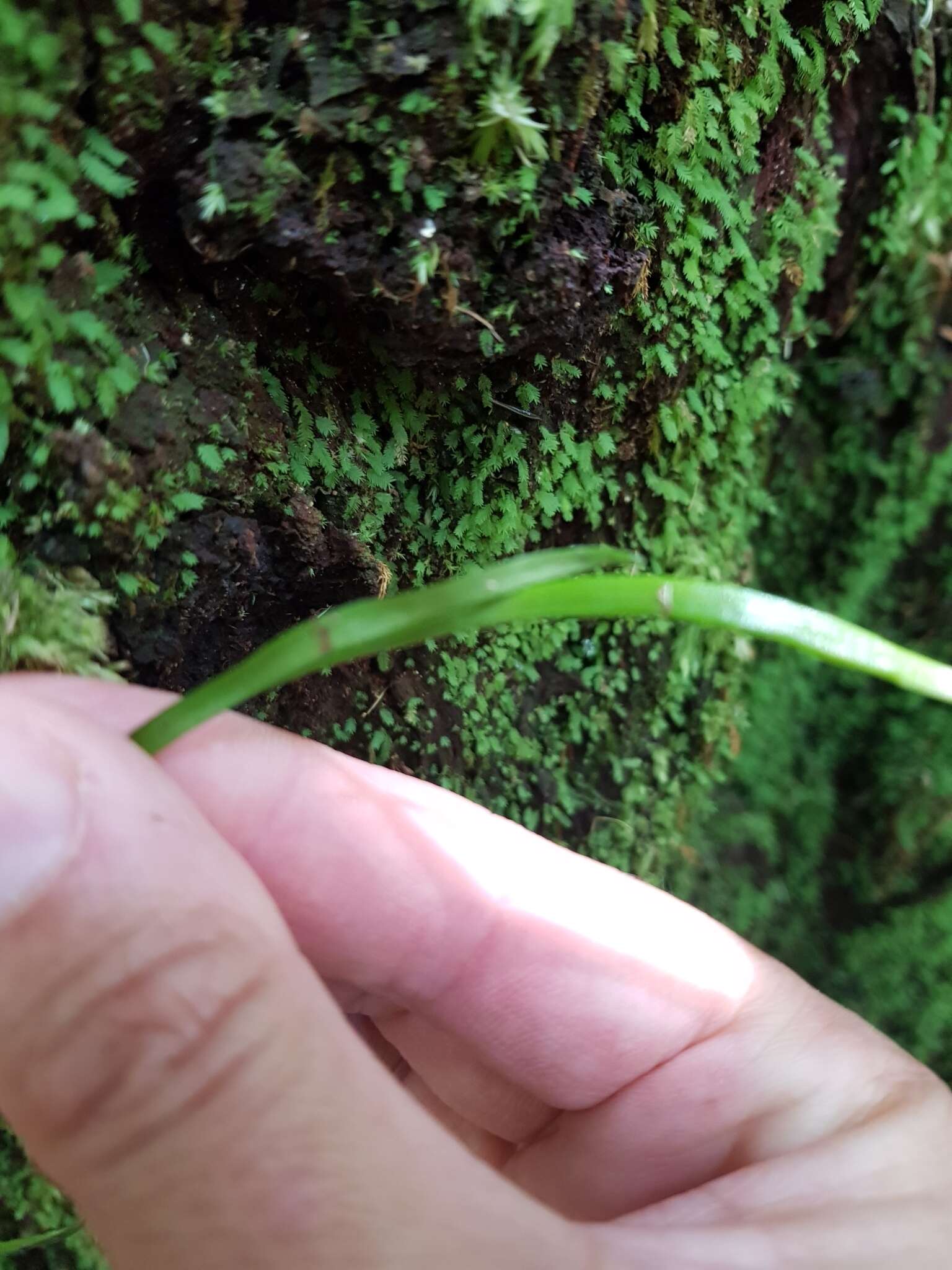 Plancia ëd Haplopteris ensiformis (Sw.) E. H. Crane