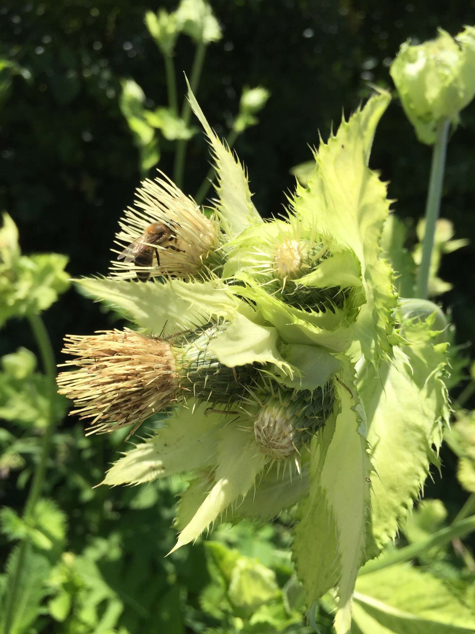 Image of Cabbage Thistle