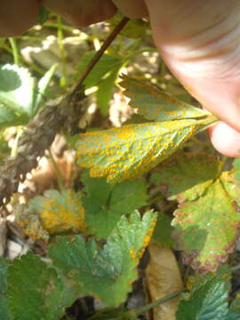 Image of Phragmidium mexicanum (Mains) H. Y. Yun, Minnis & Aime 2011