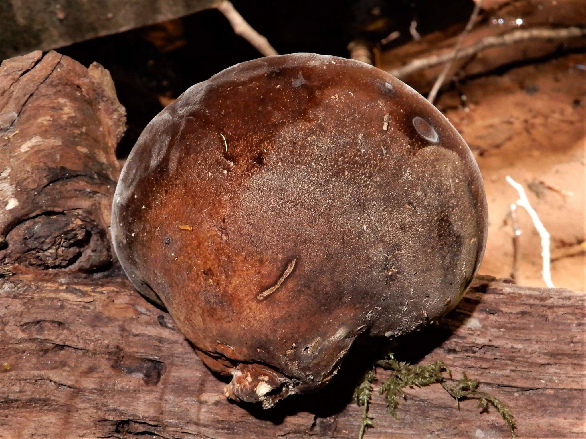 Image of Laetiporus portentosus (Berk.) Rajchenb. 1995