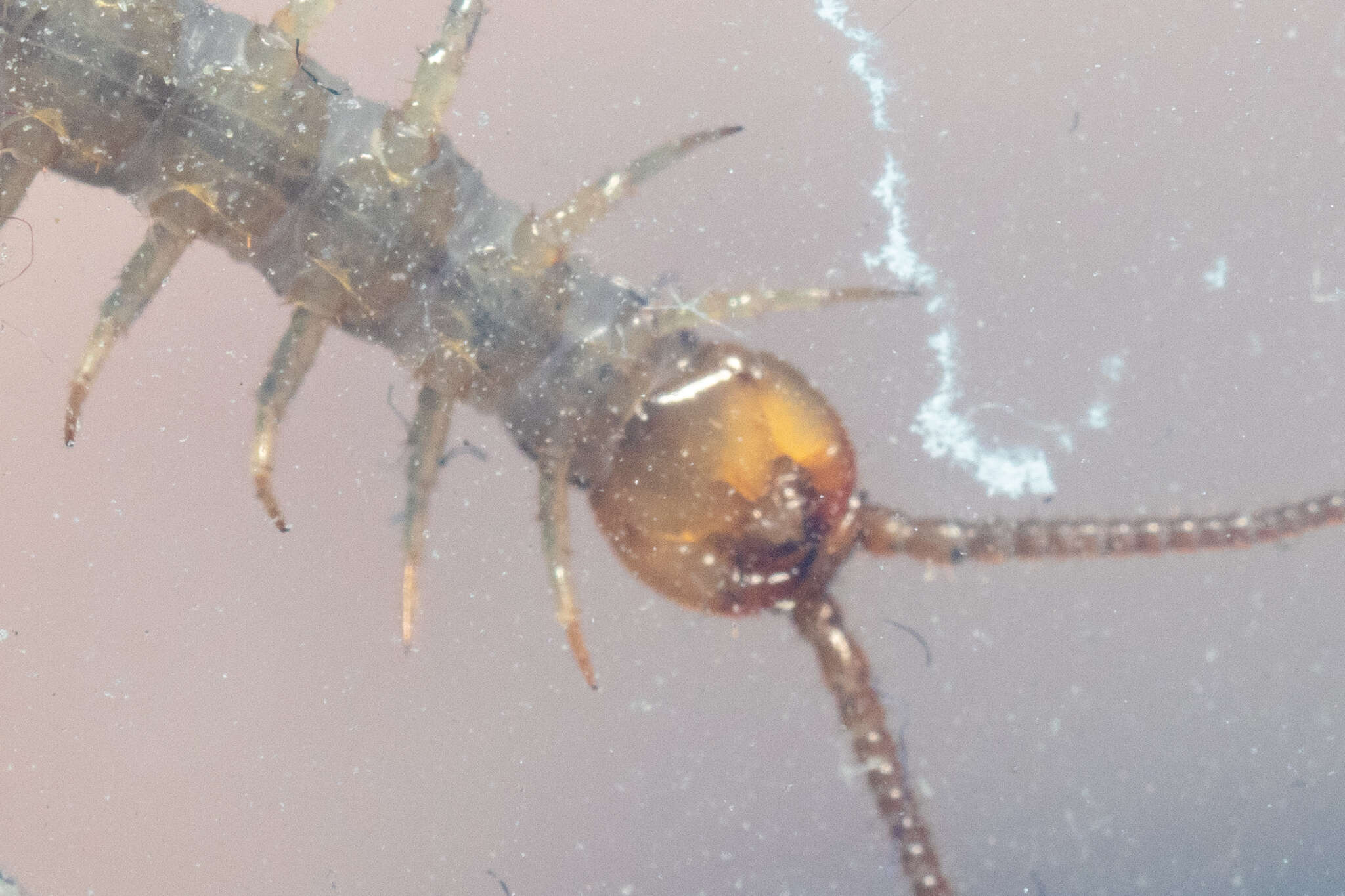 Image of Lithobius melanops Newport 1845