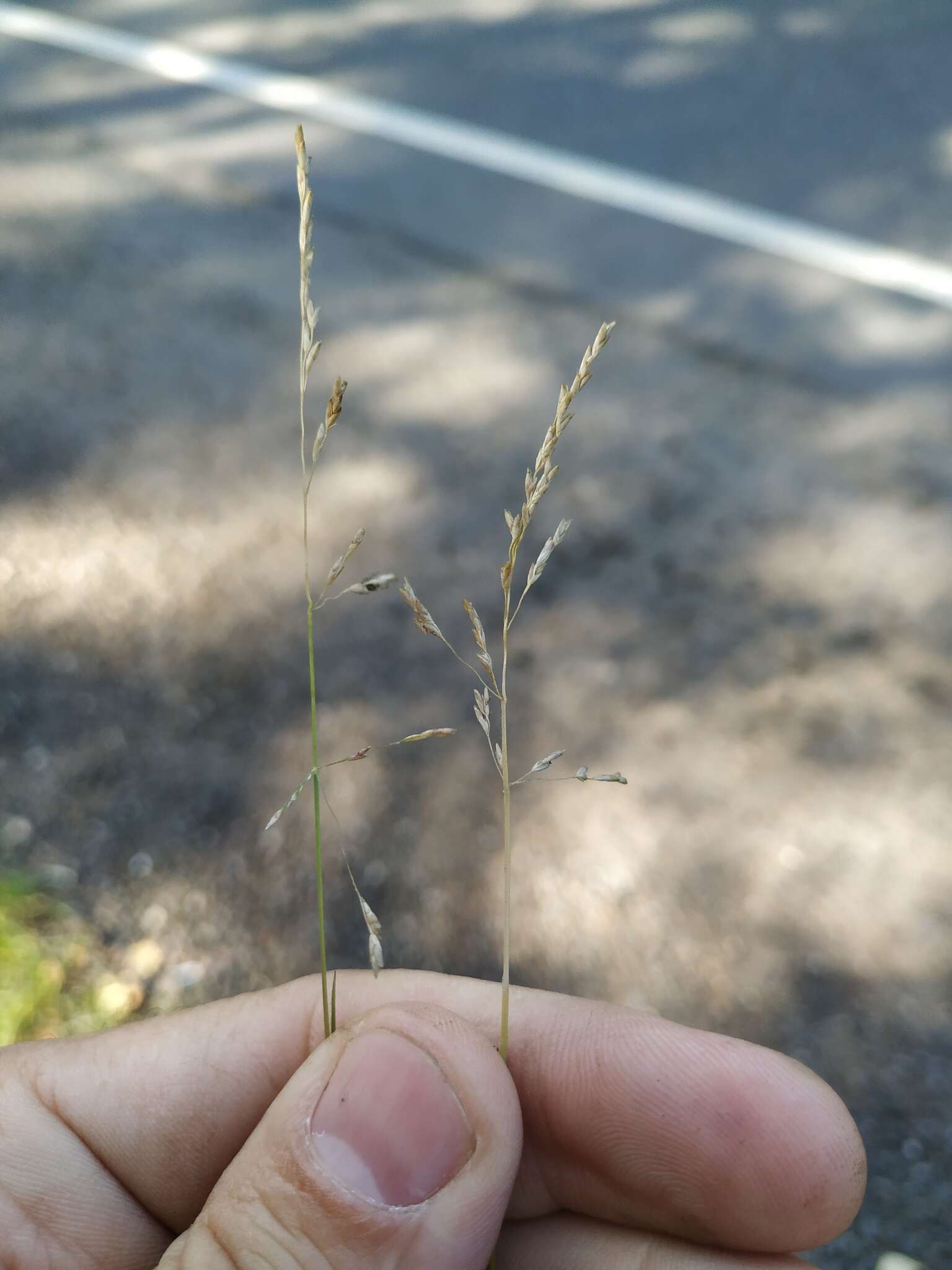 Image of Weeping alkali grass